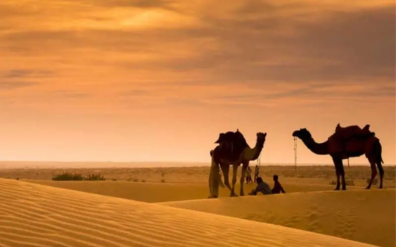 Camel Safari vs Jeep Safari in Rajasthan: Which Desert Experience Is Right for You?