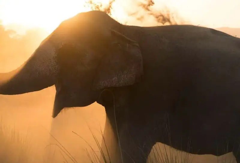Elephant Conservation Experience Near Jaipur