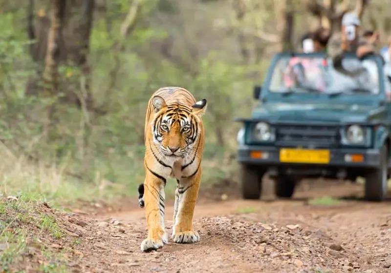 Golden Triangle Tour with Ranthambore Safari: Best for Wildlife Lovers