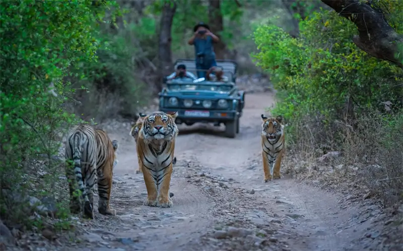 Ranthambore Tiger Safari Booking Guide