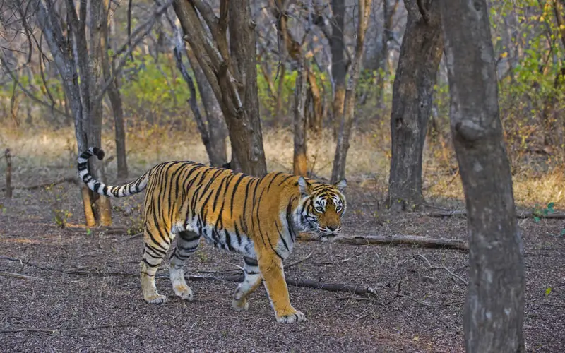 Golden Triangle and Wildlife Tour – Delhi, Agra, Jaipur with Ranthambore Safari