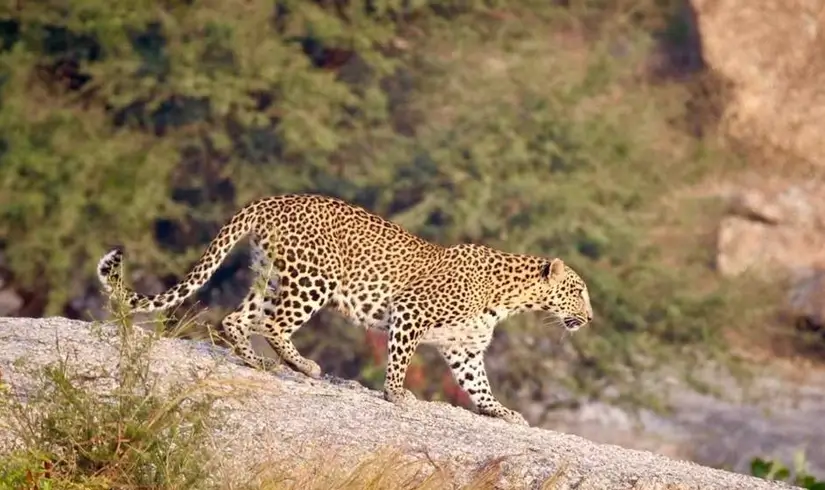 Golden Triangle Tour with Jawai Leopard Safari – A Luxurious Stay at Suján