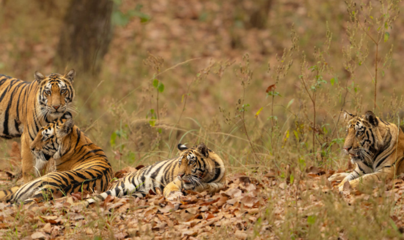 India Wildlife Safari Tour Small Group